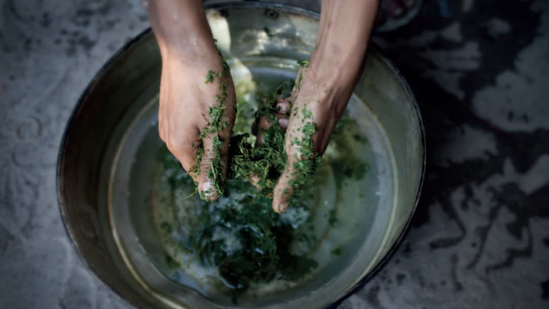 Kratom Chiang Mai: Exploring Local Cannabis Culture