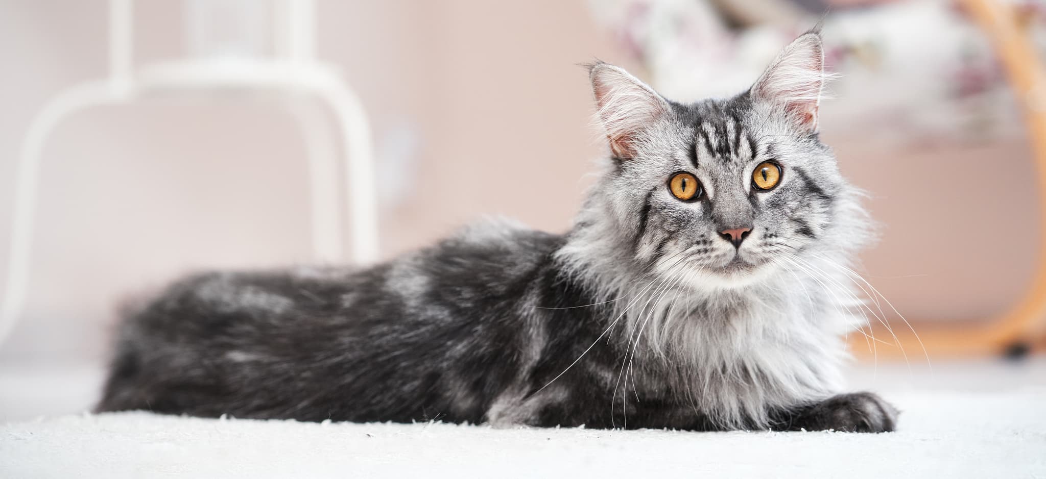 Home-Raised Maine Coon Kittens San Francisco | Big &amp; Loving