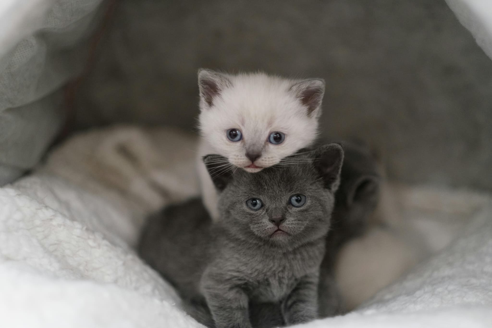 Maine Coon Kittens for Sale Northern California at Amore Cattery