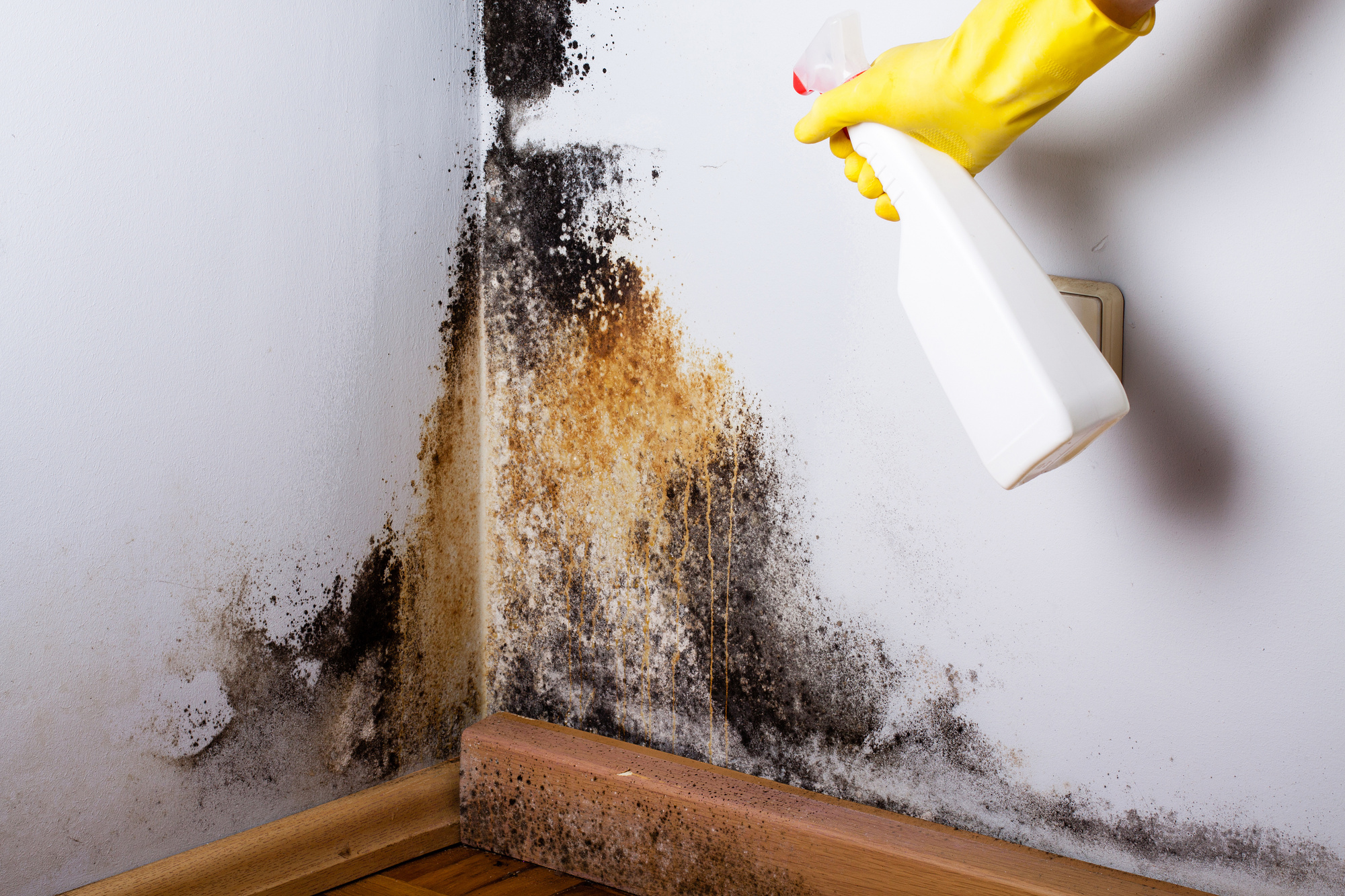 Certified Experts for mold remediation downtown austin tx