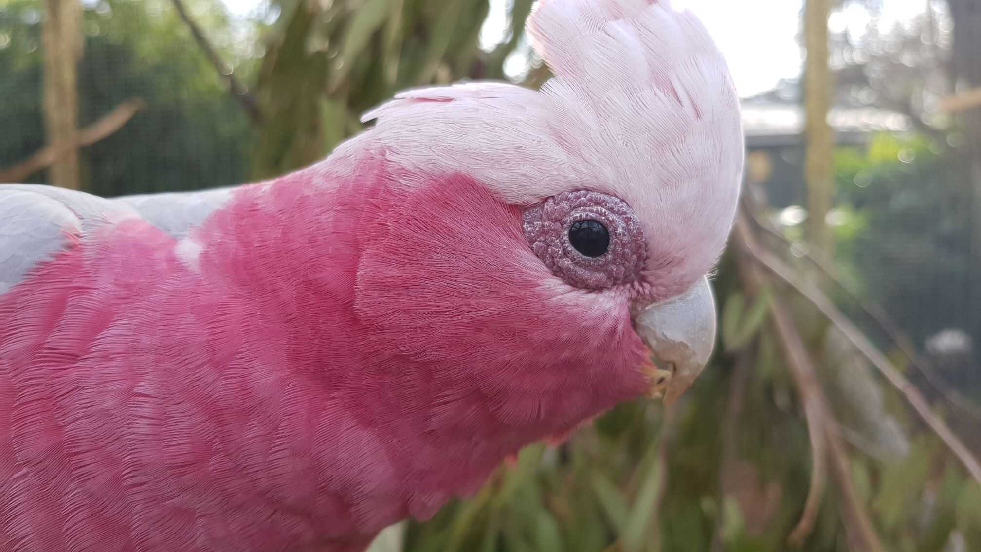 Parrot Breeder – Exceptional Exotic Birds by Amazing Birds Farm