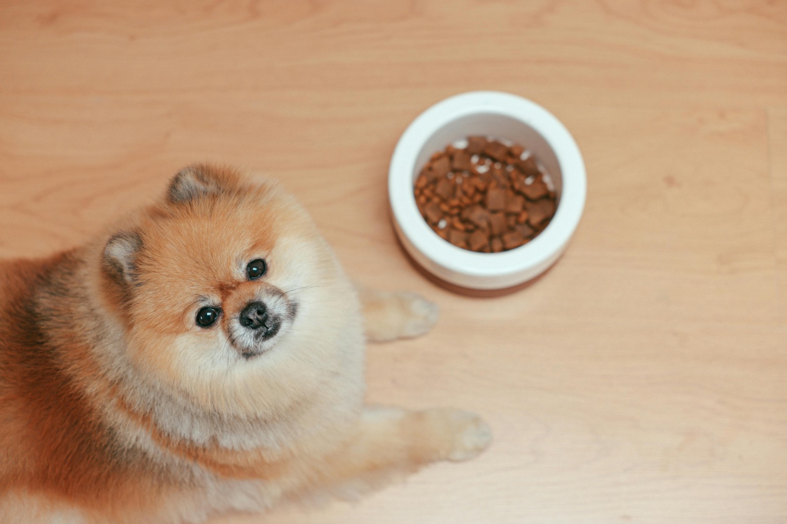 15 Expert Insights Into How Much Does Farmers Dog Cost for Large Breeds