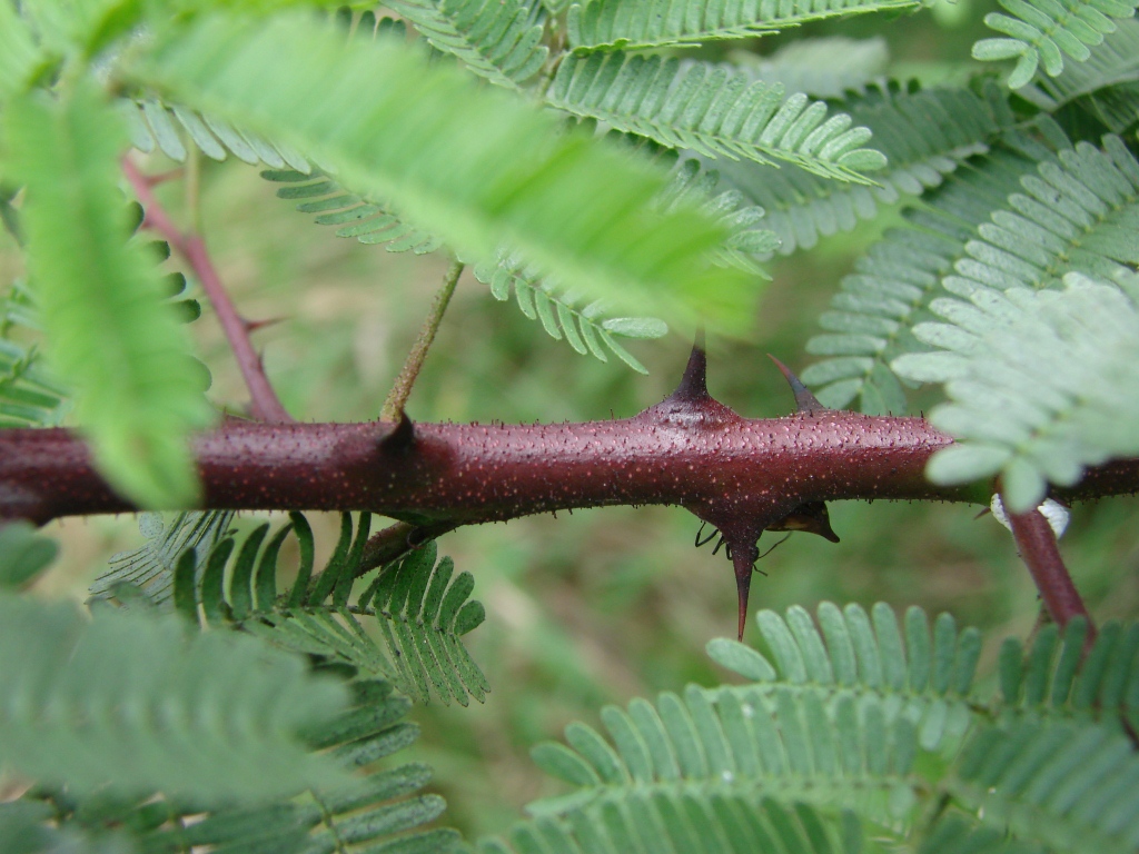 Is the Mimosa Hostilis Root Bark Powder 1kg Price Worth It for Dyeing?