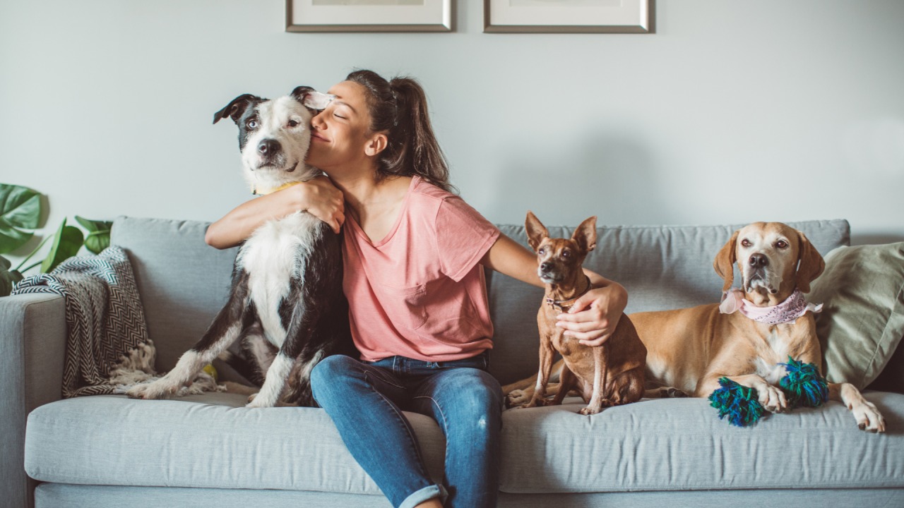 Fast, Affordable Pet Certificates with Vet Home Certs