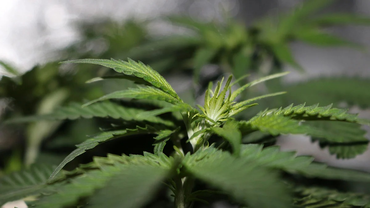 Experience the Finest Madrid Weed Club with Clubs Cannabis Madrid
