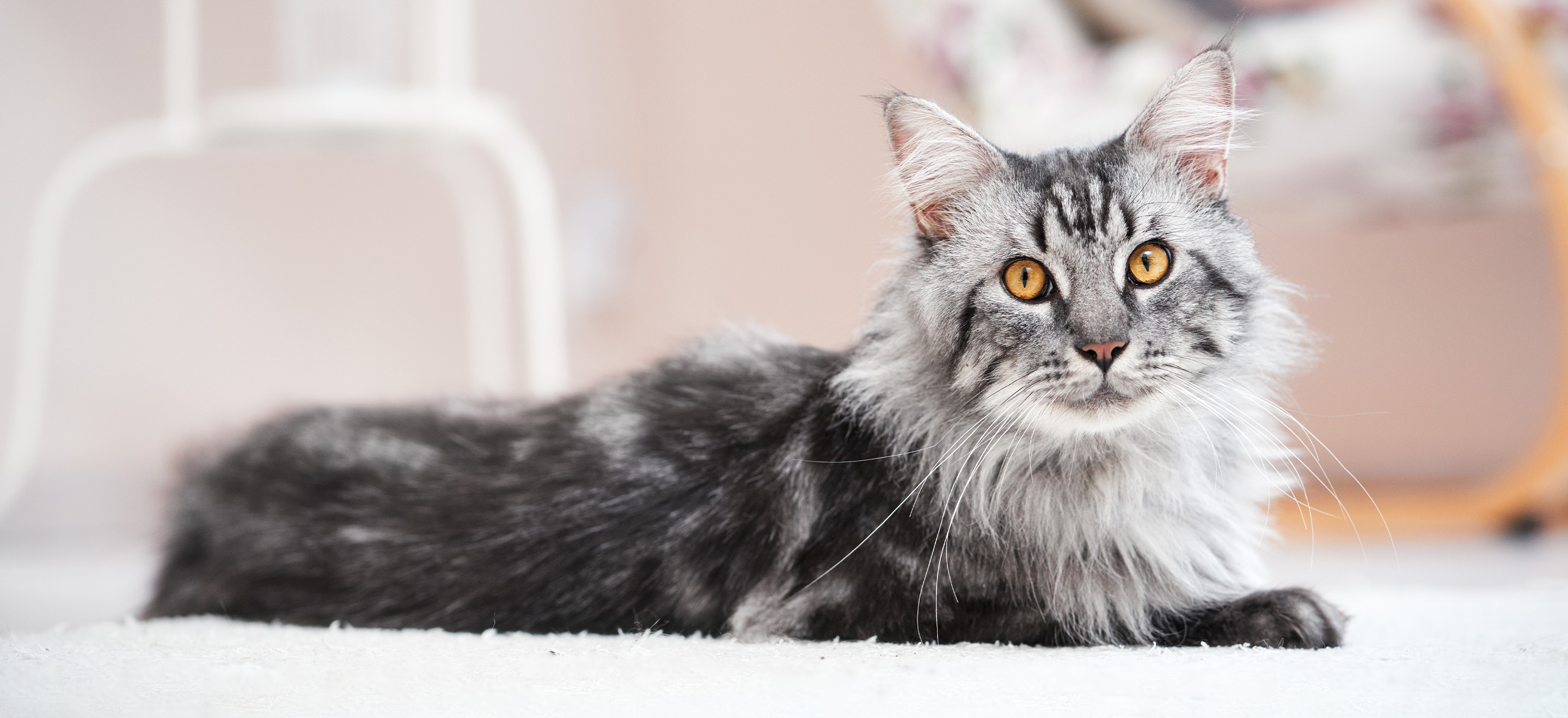 Home-Raised Maine Coon Kittens San Francisco | Big &amp; Loving