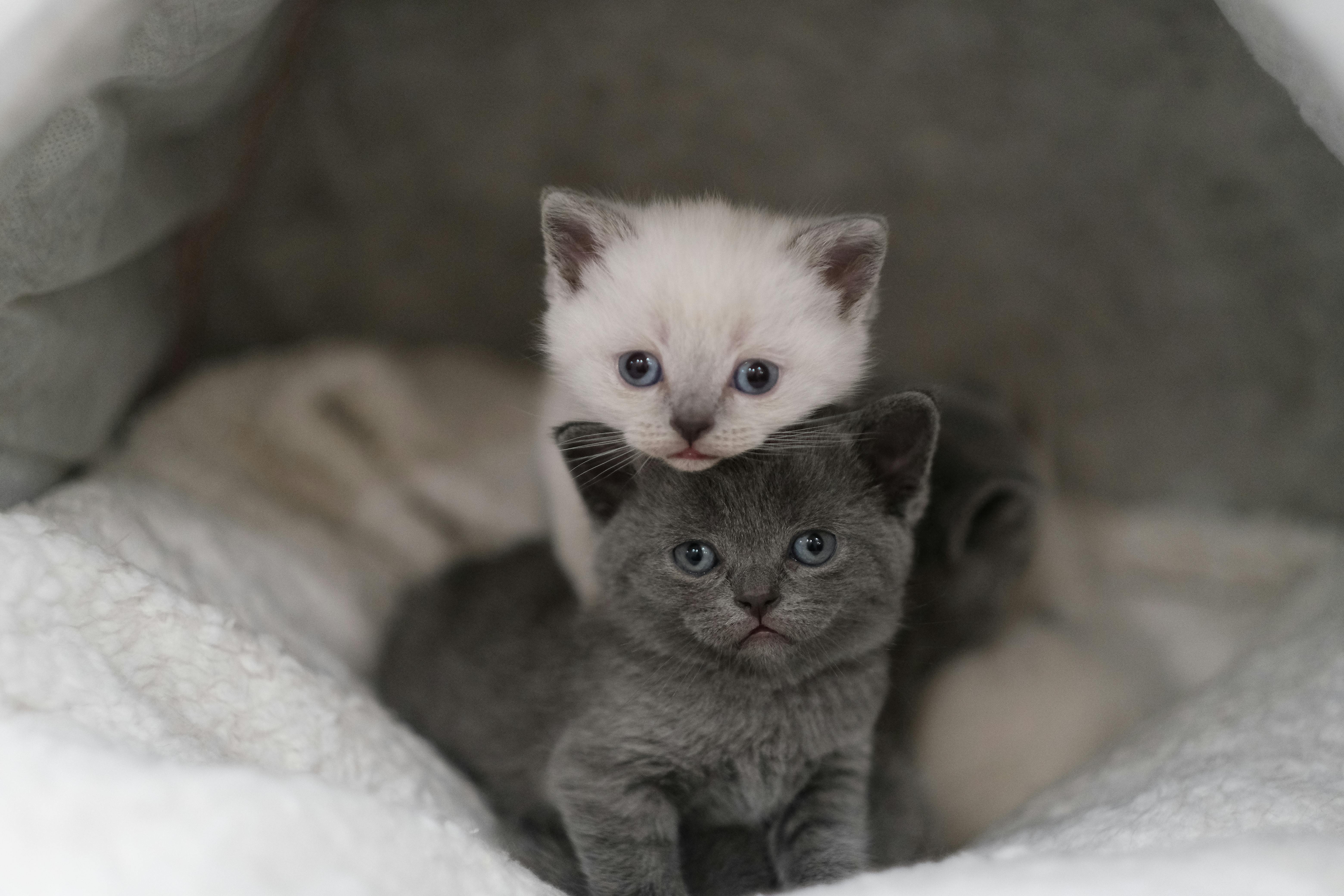 Maine Coon Kittens for Sale Northern California at Amore Cattery