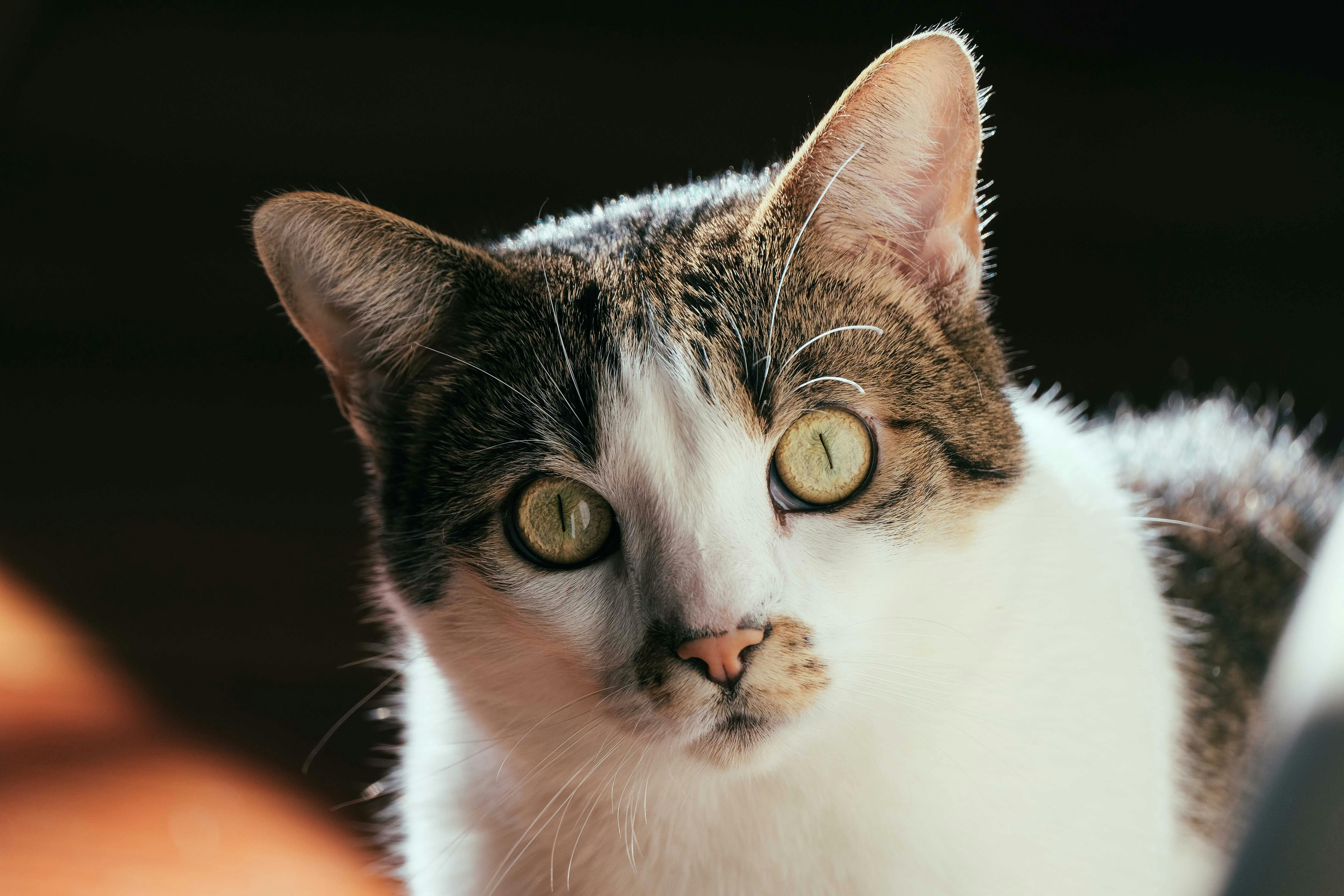 Maine Coon Kittens for Sale Sacramento – Gentle Giants Available