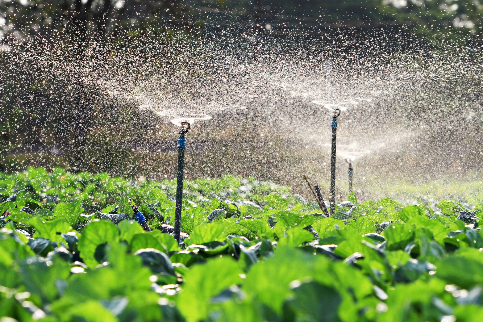 Expert Professional Irrigation Services in Springtown, TX for All Property Types