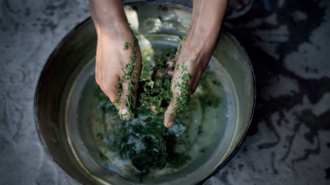 Kratom Chiang Mai: Exploring Local Cannabis Culture