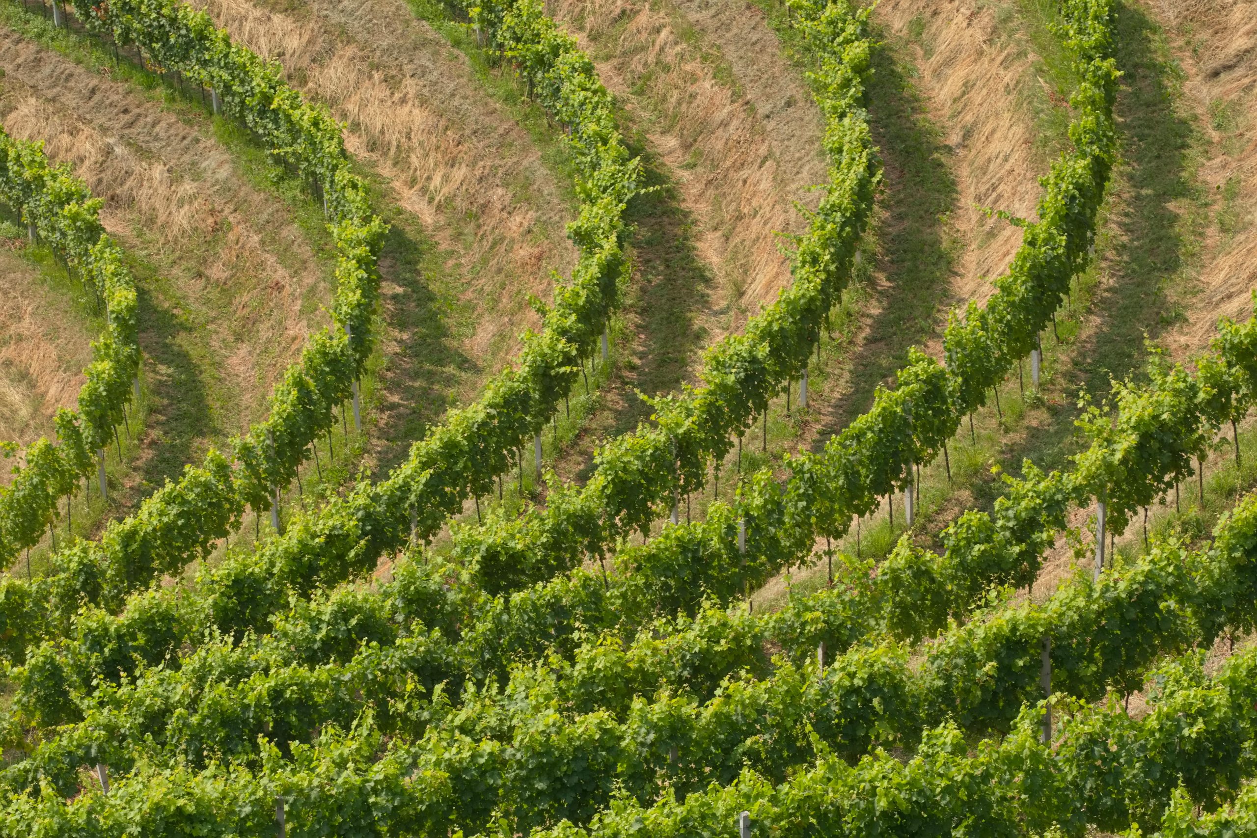 Winery Sacramento: Discover the Flavor of True California Wine