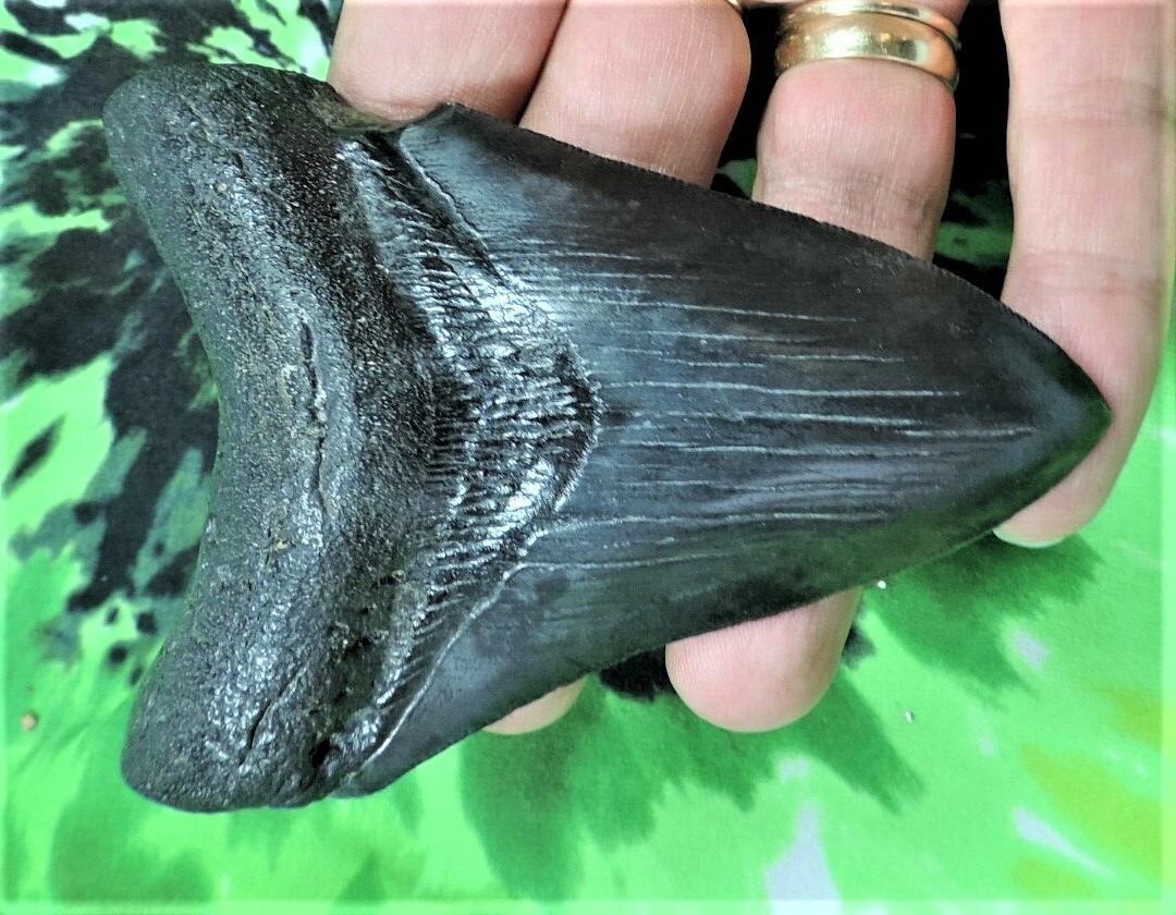 Authenticity Matters: Why Choose Fossil Driven Fossil Shark Teeth